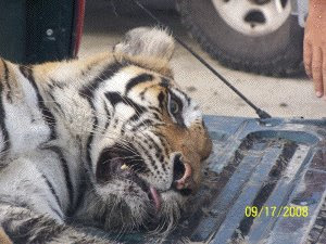 Tiger sedated for transport from Bolivar Peninsula on 17 September 2008