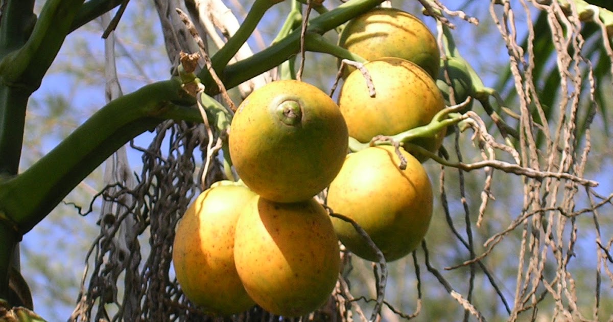 Life in Penang, is more than beautiful Penang & Pinang Tree