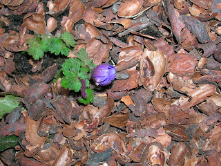 first anemone blanda