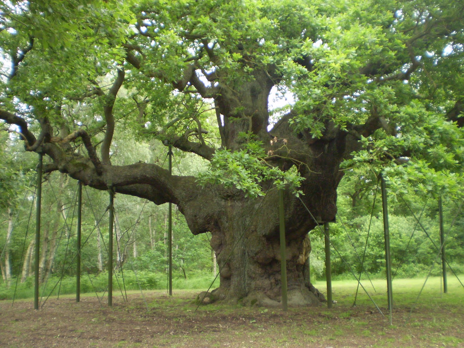 Adventures of an English Mum Sherwood Forest