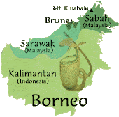 borneo