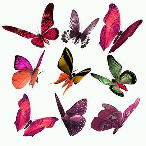 [borboleta3.bmp]
