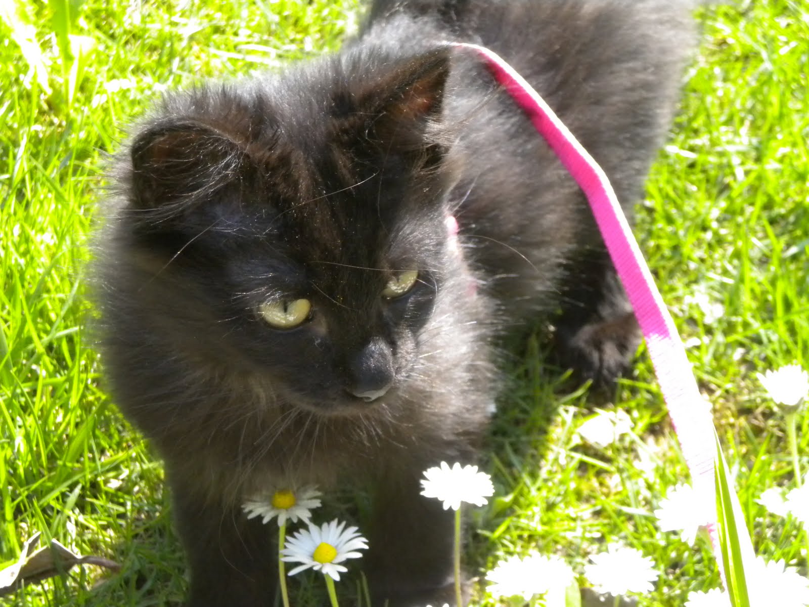 S.o.S Blog di salvataggio: maggio 2010