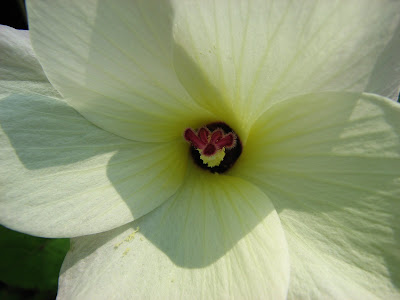 A white flower with pollen