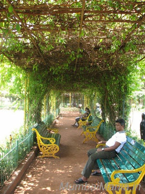 garden trellis with creepers and benches under it