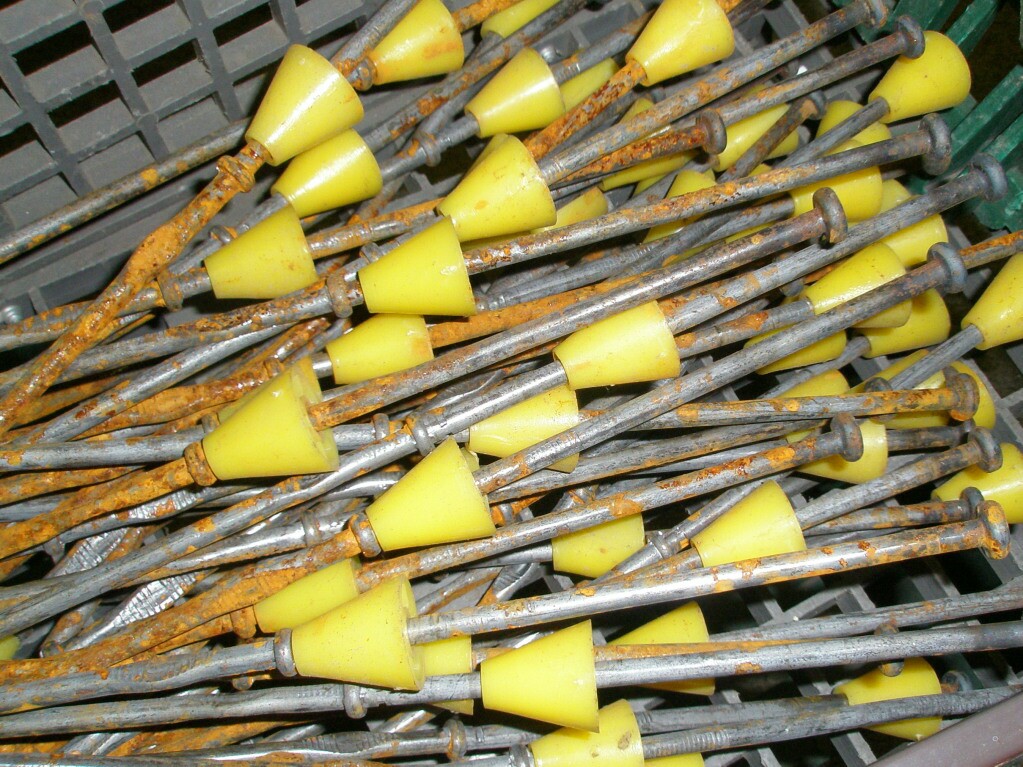 [restore+daffodils.jpg]