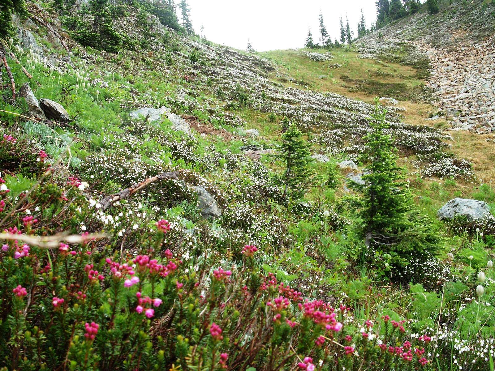 Little Mountain Outdoor Gear, Nakusp, B.C. ALPS ALTURAS, Goat Range