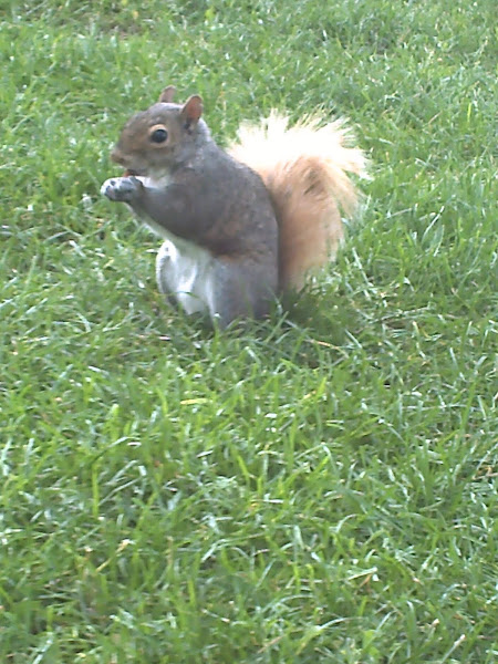 Friendly Squirrel