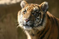Sumatran+tiger+cubs
