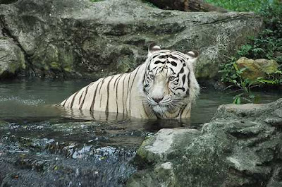 White Tiger Information