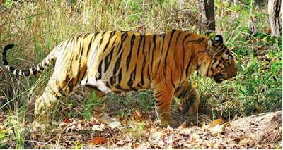 India faces worst tiger crises crisis 2