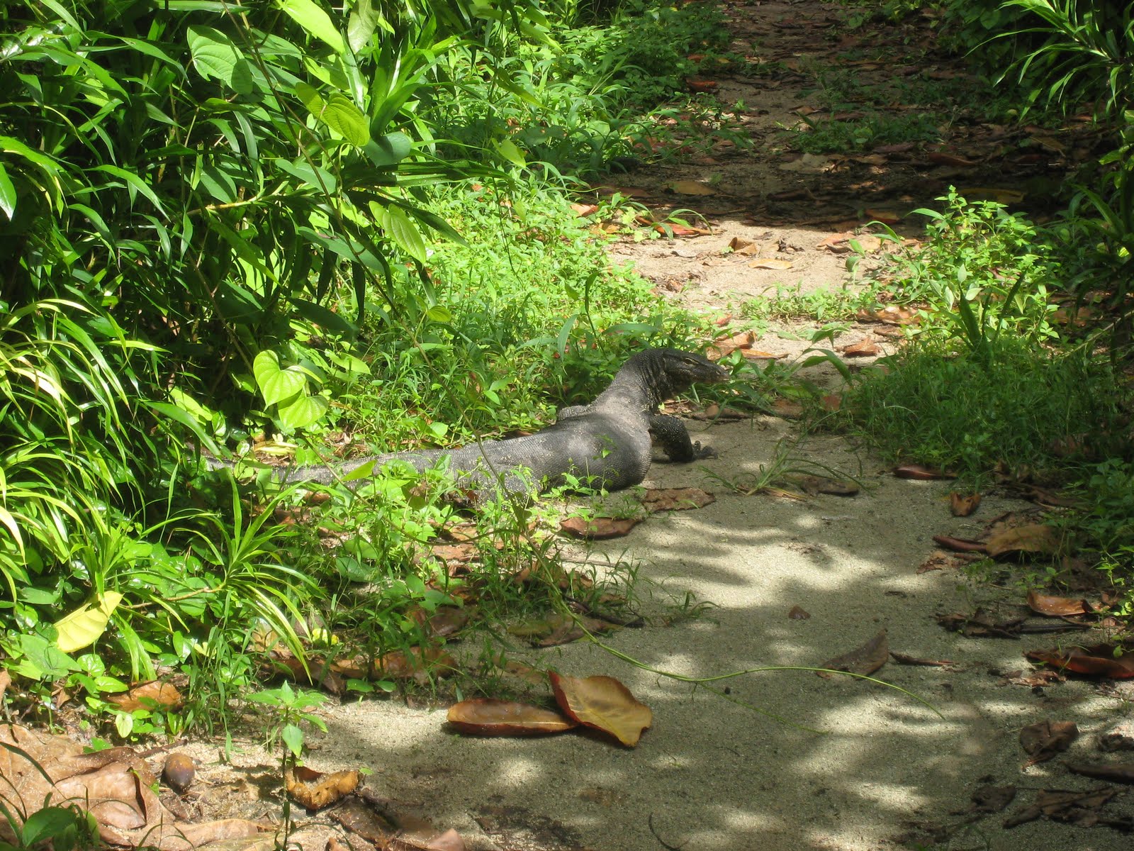 Really Big Lizards