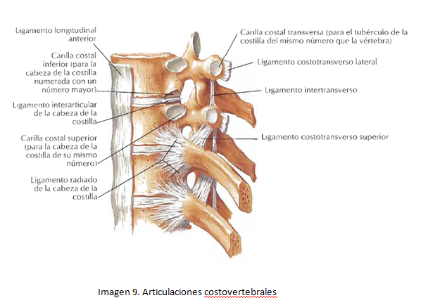 ligamentos