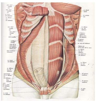 pared+anterolateral+del+abdomen+5.PNG