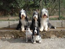 Los componentes caninos del Club: