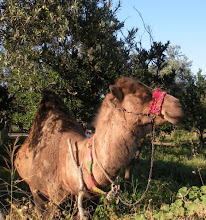 Utku, the fighting camel