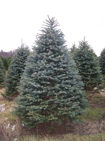 [Blue+Spruce.jpg]