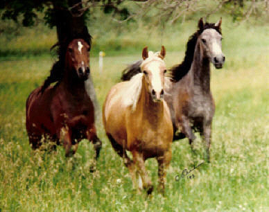 i 3 horses