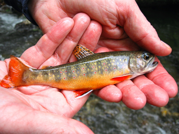 Learning to Crack the Code Trout Fishing in the Smokies or Where Ever