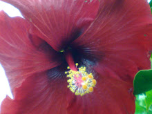 Hibiscos