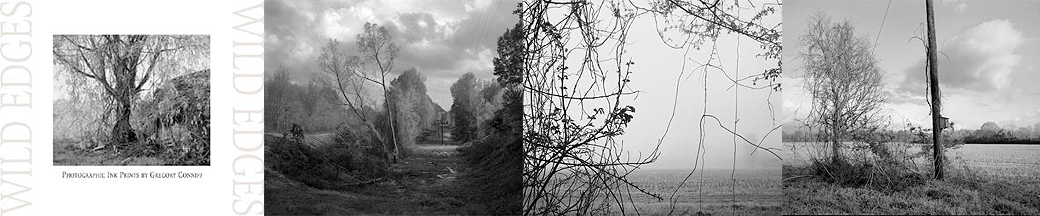 [coniffwildedgescomp.jpg]