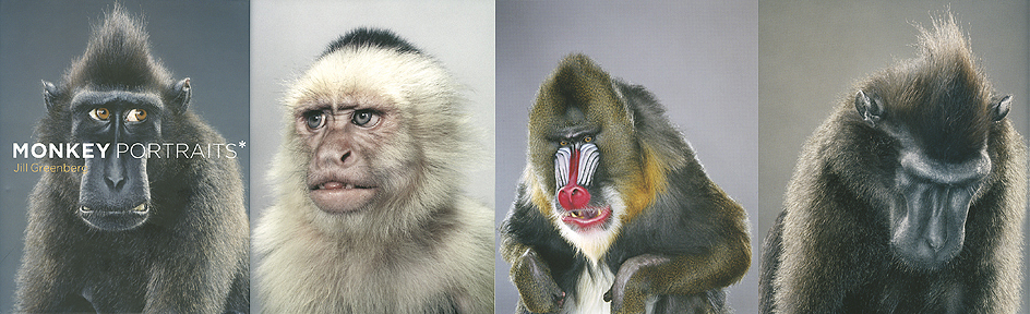 [greenmonkportcomp.jpg]