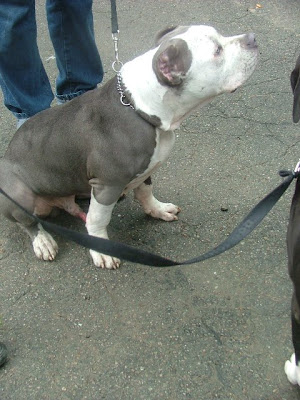 Red Rocket Dog