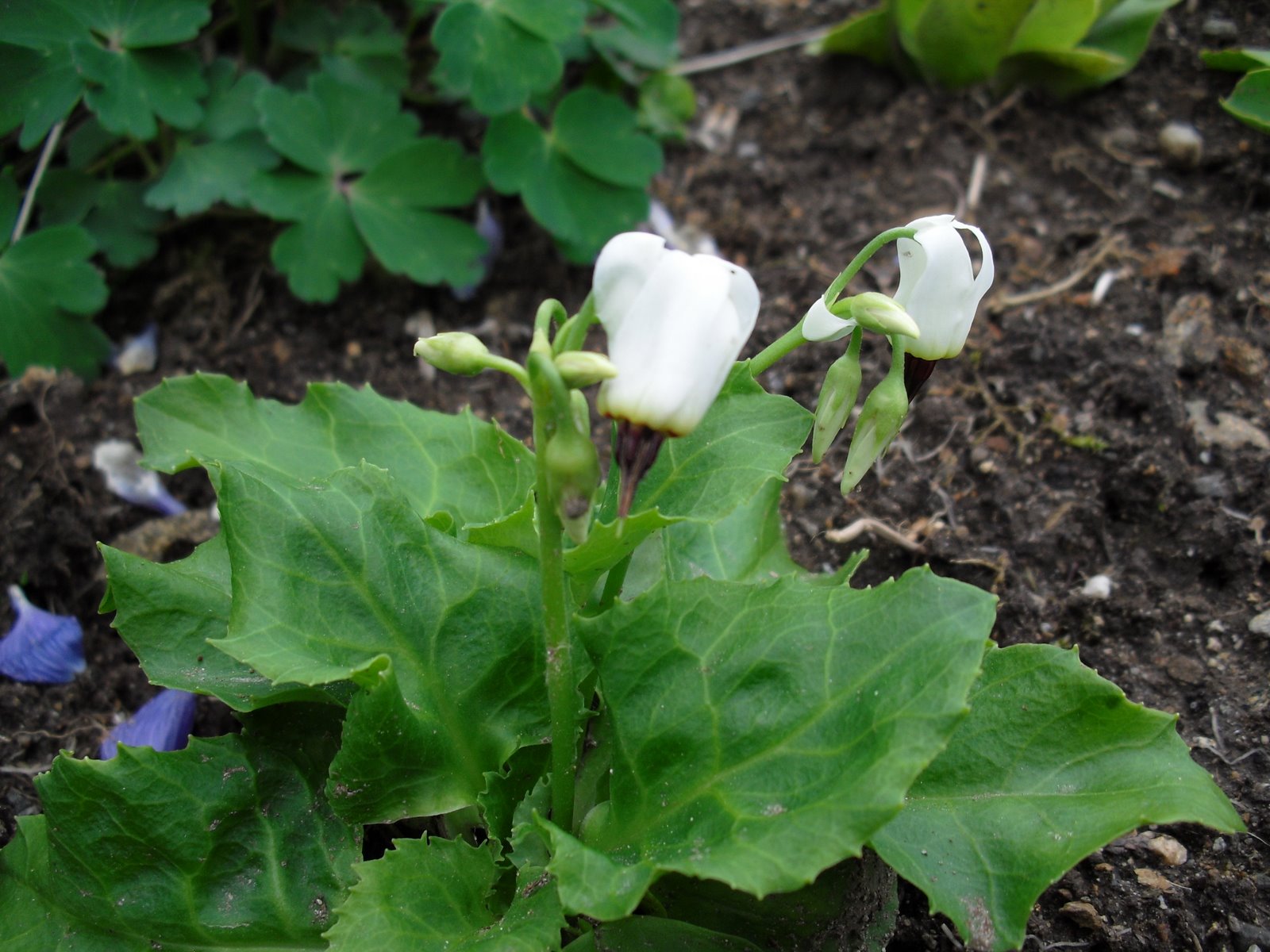 [Div.+blomstring+014.JPG]