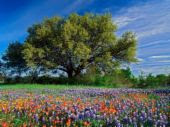 Live Oaks & Bluebonnets