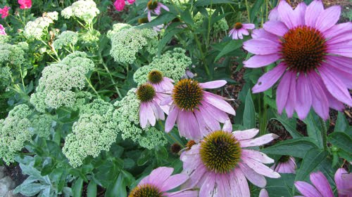 Coneflowers!