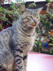 El gato Tafar, Editor