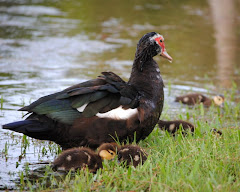 Ducks...what a joy of life!