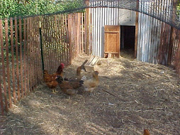 Grandma's Chickens