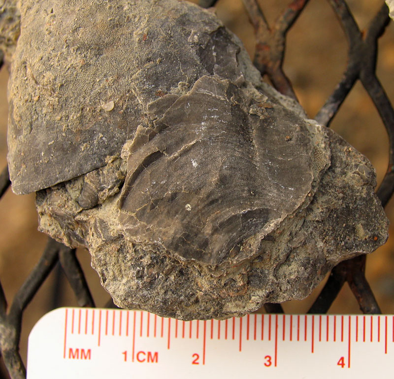 clam fossil
