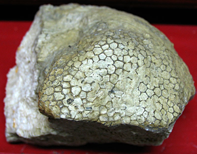 Louisville Fossils and Beyond Foerstephyllum Coral Fossil