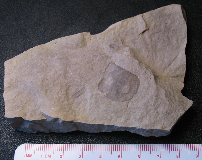 Louisville Fossils and Beyond Eurypterid Fossil Fragment