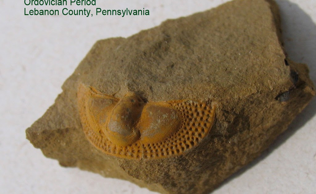 Louisville Fossils and Beyond Pennsylvania Cryptolithus Trilobite