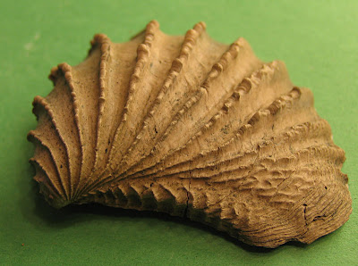 Tennessee State Fossil