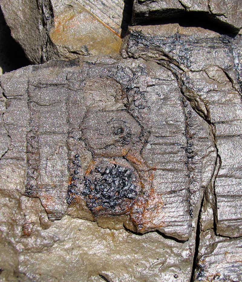 Louisville Fossils and Beyond Calamites of the Pennsylvanian Period