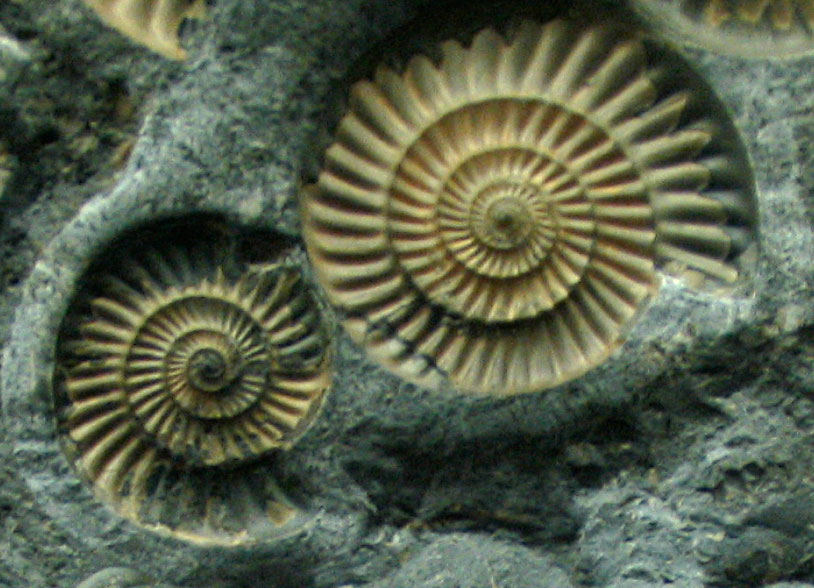 Louisville Fossils and Beyond Promicroceras planicosta