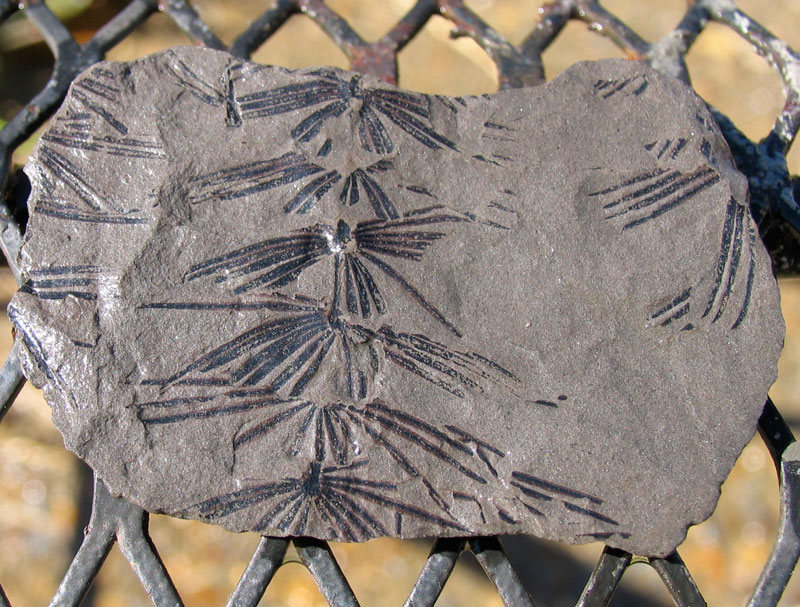 Louisville Fossils and Beyond Annularia of Eastern Kentucky