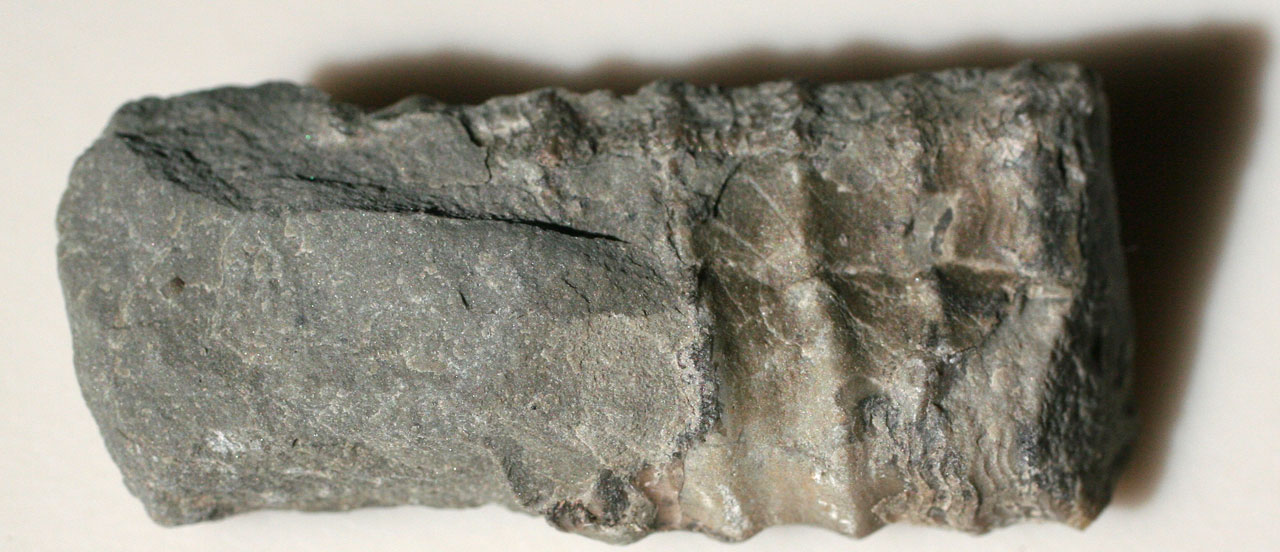 cephalopod fossil