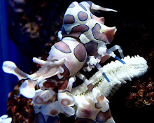 Harlequin Shrimp