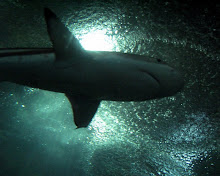 Black Tip Reef Shark