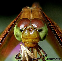 GOLDEN DRAGONFLY