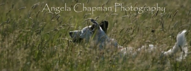 Angela Chapman Photography