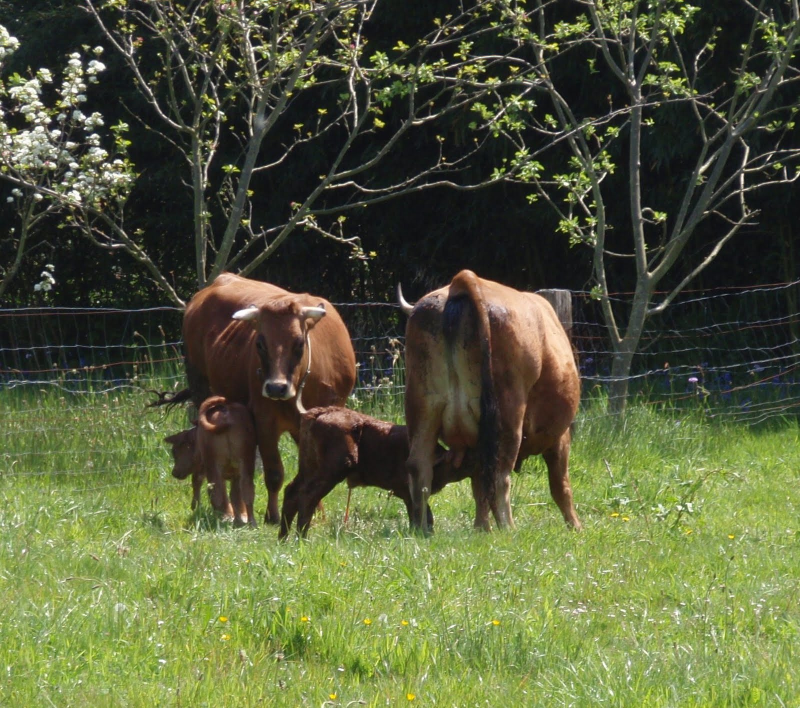 CACHIN D´ESPERANZA: sábado 17, nace un ternero