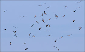 http woutsfotoblog blogspot com 2010 02 vale gier html