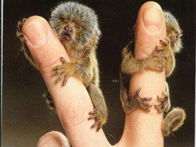 விரல் அளவே உடைய விலங்கு களின் வித்தியாசமான படங்கள் Tiny+finger-size+monkeys