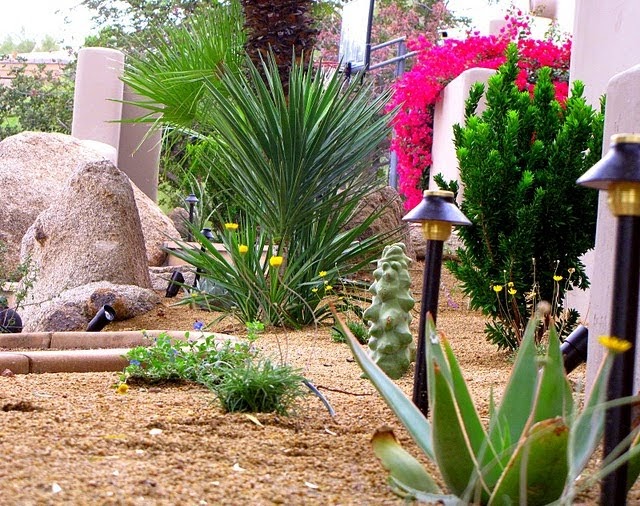arizona landscaping vibrant desert